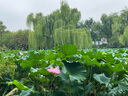 大希地黑椒魚(yú)排1斤 鯛魚(yú)羅非魚(yú)柳小吃 無(wú)骨無(wú)刺低脂肪高蛋白輕食 曬單實(shí)拍圖