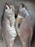 昌鮮園米魚舟山野生鮸魚新鮮海捕冷凍整條大米魚生鮮鰲魚海鮮水產(chǎn)大米魚 【8-10兩/條】3條裝 曬單實(shí)拍圖