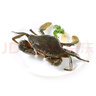 鮮活青蟹(肉蟹)150-200g/只 曬單實(shí)拍圖