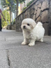 比熊幼犬純種比熊韓系比熊小體長(cháng)不大茶杯犬飛耳比熊小型犬活體狗 微小體 曬單實(shí)拍圖