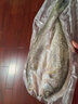仙泉湖三去白蕉海鱸魚1斤/條凈膛冷凍刺少肉厚珠海特產500g生鮮食材 曬單實拍圖
