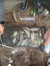 釣魚(yú)餌料野釣四季通殺垂釣鯽魚(yú)鯉魚(yú)草魚(yú)鳊魚(yú)青魚(yú)專(zhuān)用腥香餌料通用 1袋【新手也爆護】 曬單實(shí)拍圖