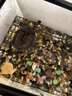 正宗越南石苗黃喉擬水石龜 繁殖觀(guān)賞鎮宅寵物水龜活體 8-9厘米(棕色，黑色都有 6祇團購價(jià)2公4母 曬單實(shí)拍圖