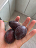 庾豐當(dāng)季新鮮現(xiàn)摘西梅 新鮮水果整箱 孕婦藍蜜法蘭西梅 團購送禮 5斤裝（凈果4.5斤）甄選果王 顆顆甄選 產(chǎn)地直發(fā) 曬單實拍圖