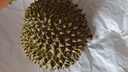 榴小七黑刺榴蓮D200馬來西亞進(jìn)口液氮冷凍水果禮盒甄品5房 臻品2.5-3.0斤【保5房】當(dāng)季新果 曬單實拍圖