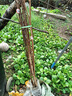 正宗四川脫骨青脆蜂糖李子樹(shù)苗蜂蜜果樹(shù)樹(shù)苗盆栽植物苗木水果樹(shù)苗 蜂糖李嫁接苗 推薦 4年苗 曬單實(shí)拍圖