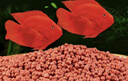 奈寵血鸚鵡魚(yú)飼料紅鸚鵡魚(yú)魚(yú)食發(fā)財魚(yú)熱帶魚(yú)蝦紅素增紅增色上浮魚(yú)糧 【營(yíng)養增色款】1000g*2桶 【中顆粒2mm】 曬單實(shí)拍圖