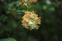 永諾 YN50mm F1.8II 二代佳能單反卡口標(biāo)準(zhǔn)定焦大光圈全畫幅人像鏡頭 黑殼 曬單實拍圖