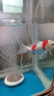 YEE 魚(yú)缸過(guò)濾器三合一凈水過(guò)濾循環(huán)水泵制氧一體機瀑布式壁掛式10w 曬單實(shí)拍圖