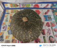 康田匯 真貝貝南瓜正宗粉糯新鮮板栗味小南瓜栗面老瓜嬰兒孕婦粉糯整箱 3斤 超值裝【粉糯香甜】?jì)糁?.5斤 曬單實(shí)拍圖
