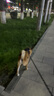 迪普爾狗狗牽引繩胸背帶遛狗繩子外出防掙脫柴犬中大型犬背心式狗鏈* 單胸背帶黑色【建議15-28斤】 曬單實(shí)拍圖