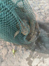 LISM蝦籠地網(wǎng)魚(yú)籠加厚捕魚(yú)籠龍蝦黃鱔傘型漁網(wǎng)捕蝦網(wǎng)神器可折疊籠子 粗條傘籠8孔+6餌 曬單實(shí)拍圖
