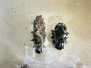 久年大連即食海參1斤8-12只遼刺參京東自營 固形物超85% 生鮮海鮮盒裝 曬單實拍圖