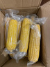 京鮮生東北白糯玉米250g*10棒 新鮮甜糯玉米棒真空包裝粘玉米 源頭直發(fā) 曬單實(shí)拍圖
