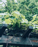 貝肽斯嬰兒口水巾寶寶圍嘴導(dǎo)濕速干純棉兒童防水圍兜 山竹3條裝 28*26cm 曬單實拍圖