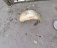 魚(yú)誘餌料野釣9代一粒爆垂釣專(zhuān)用爆護利器魚(yú)小藥食劑鯽鯉草魚(yú)專(zhuān)用 【爆護神器】1瓶 曬單實(shí)拍圖