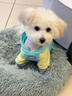 MIKI PAD寵物狗狗衣服中小型犬春秋薄款衛衣貓咪衣服雪納瑞比熊兩腳衣連帽 多巴胺撞色衛衣【帶牽引扣】 L胸圍47cm（參考體重9-13斤） 曬單實(shí)拍圖