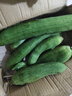 山東短胖肉絲瓜青絲瓜肉棒絲瓜新鮮厚肉現摘現發(fā)蔬菜消暑解膩 3斤 曬單實(shí)拍圖