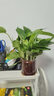 綠有意綠蘿發(fā)財樹(shù)文竹多肉花卉盆栽植物室內薄荷富貴竹水培小綠植好養活 綠蘿 含盆 曬單實(shí)拍圖