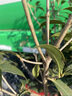 原生桂花樹(shù)苗高桿桂花大樹(shù)庭院地栽濃香型金桂丹桂盆栽四季桂花苗 四季金黃桂 3公分1.5-1.7米高全冠幅當年開(kāi)花 曬單實(shí)拍圖