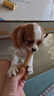 貴為（GiGwi）狗玩具磨牙棒狗狗磨牙玩具幼犬小型犬木塑鹿角小號寵物用品玩具 曬單實(shí)拍圖