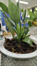 泰西絲三桿發(fā)財樹盆栽易活客廳桌面綠植擺件+花好月圓陶瓷盆 源頭直發(fā) 曬單實拍圖
