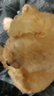 果粒之星純種灰泰迪泰迪幼犬小型犬貴賓犬寵物狗活體小狗 寵物級 香檳色 曬單實(shí)拍圖