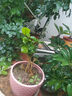 重瓣茉莉花盆栽濃香型南方四季開(kāi)花帶盆驅蚊綠植花卉室內陽(yáng)臺庭院 茉莉5~6棵帶花苞發(fā)貨【不含盆】 曬單實(shí)拍圖