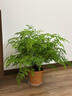 鐵線(xiàn)蕨類(lèi)植物小葉鐵耐陰盆栽室內客廳辦公室桌面綠植花卉懶人好養 A級鐵線(xiàn)蕨（中號白色極簡(jiǎn)豎紋陶瓷盆送肥料) 曬單實(shí)拍圖