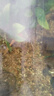 森悠（SARYOR）金苔鼠淡水魚(yú)魚(yú)缸清潔魚(yú)觀(guān)賞魚(yú)熱帶魚(yú)好養工具魚(yú)吃垃圾魚(yú) 清缸套餐6條 曬單實(shí)拍圖