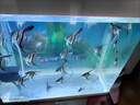瘋狂石頭消化細菌 水族箱觀(guān)賞魚(yú)缸除氯清水質(zhì)清澈安定穩定劑硝化 分解糞便 1000ml【4瓶裝】70%人選 曬單實(shí)拍圖