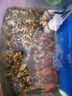 熱帶觀(guān)賞魚(yú)七彩斑馬魚(yú)紅綠燈科魚(yú)小型冷水淡水群游好養活的練手魚(yú) 2-3cm糖果斑馬12條隨機搭配 曬單實(shí)拍圖