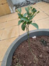 景琳涵廣西嫁接砂糖桔子樹(shù)苗室內盆栽橘子果樹(shù)苗四會(huì )金秋沙糖橘子帶果 4年精選苗（帶土帶葉 包成活 包當年結果） 曬單實(shí)拍圖