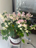 花城水調(diào)三角梅綠櫻勤花喜陽(yáng)花卉植物陽(yáng)臺(tái)庭院小盆栽廣東四季開花好養(yǎng)活 綠櫻三角梅配手工煙花盆 曬單實(shí)拍圖