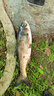 賈東普無(wú)敵果酸釣魚(yú)小藥添加劑鯽鯉魚(yú)野釣黑果酸黑坑誘魚(yú)金版果酸配方 曬單實(shí)拍圖