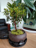 八芽 小葉赤楠盆景擺件室內綠植花卉盆栽老樁客廳辦公室桌面好養植物 （舍得紫砂盆赤楠+絲絨鋪面+底座） 曬單實(shí)拍圖