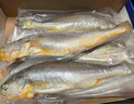 鮮京采 冷凍三去黃花魚(yú)(寧德大黃魚(yú))1700g (5條裝)  禮盒 生鮮海魚(yú) 中秋 曬單實(shí)拍圖