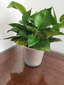 雙盟 綠蘿盆栽除甲醛花卉綠植辦公室新房?jì)艋諝?10款10盆裝源頭直發(fā) 曬單實(shí)拍圖