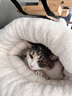柒哦貓窩封閉式睡袋冬天保暖安全感貓咪冬季半鉆洞小貓睡覺(jué)用四季通用 棕色睡袋窩 M碼【 44*37cm適合8斤內寵物】 曬單實(shí)拍圖