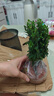 綠有意梔子花綠植花卉發(fā)財樹盆栽辦公室內(nèi)多肉綠蘿籮桌面水培好養(yǎng)活植物 滿天星【繁星盆】 含盆 曬單實拍圖
