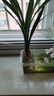 特級濃香型企黑蘭花國蘭客廳四季好養盆栽綠植物國花高端送禮物 高度40cm冠幅15cm特級精品蘭花 3苗裸根發(fā)貨 曬單實(shí)拍圖
