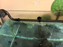 森森（SUNSUN）魚缸過(guò)濾器草缸外置過(guò)濾桶水族箱缸外過(guò)濾器凈水循環(huán)系統(tǒng) XWA1000U-5+4kg七合一濾材 曬單實(shí)拍圖