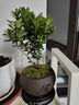 九陽(yáng)（Joyoung）電蒸鍋24L三層大容量家用多功能電蒸箱蒸螃蟹多用途蒸鍋全透明視窗不銹鋼蒸片GZ578【九陽(yáng)漫生活】 曬單實(shí)拍圖