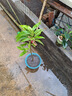 白蘭花盆栽帶花苞矮樁白蘭花大樹(shù)苗濃香黃角蘭室內庭院白玉蘭樹(shù)苗 【精品AAA級-白蘭小苗】50cm高 曬單實(shí)拍圖