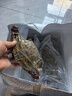 舟山梭子蟹鮮活特大野生大螃蟹新鮮冷凍海鮮水產(chǎn)海蟹飛蟹白蟹順豐 7-9兩/只【5斤凈重 特大肥壯】 曬單實(shí)拍圖