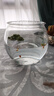 小型觀賞魚孔雀魚米奇魚斑馬魚白云金絲金苔鼠魚小型熱帶魚活體魚 孔雀米奇各3條+斑馬6條送魚食 曬單實(shí)拍圖