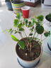 重瓣茉莉花盆栽濃香型南方四季開花帶盆驅蚊綠植花卉室內陽臺庭院 茉莉5~6棵帶花苞發(fā)貨【不含盆】 曬單實拍圖