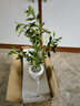 八芽小葉梔子花盆栽開花植物室內桌面茶幾好養(yǎng)花卉綠植辦公室凈化空氣 小葉梔子花-陶瓷豎紋盆 帶盆栽好 曬單實拍圖