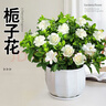 花翁梔子花盆栽植物花卉【多分支大苗】梔子花+菠蘿吸水盆 源頭直發(fā) 曬單實(shí)拍圖