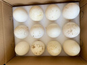 新鮮農家散養鵝蛋新鮮鵝蛋廣東獅頭鵝大號鵝蛋生鵝蛋8枚-12枚包郵 12顆枚裝170-230克之間 曬單實(shí)拍圖